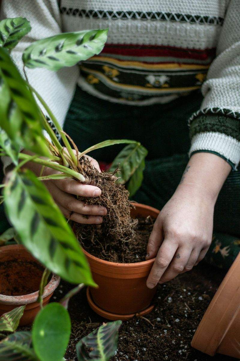 Préparer son jardin de Provence pour le printemps