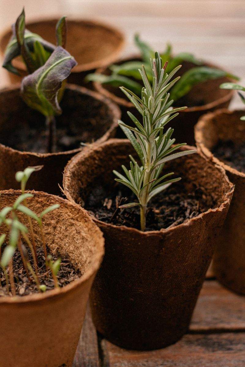 Choisir des plantes méditerranéennes faciles à vivre
