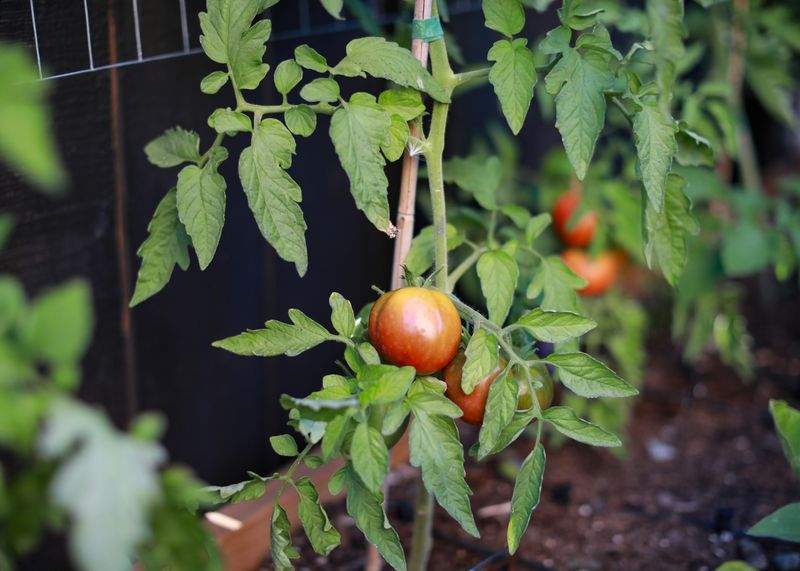 Entretien régulier de jardins et espaces verts